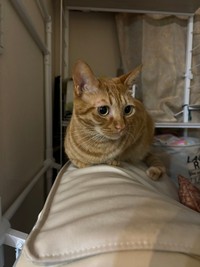 ずっきさんの可愛い猫ちゃん（提供：ズッキさん）