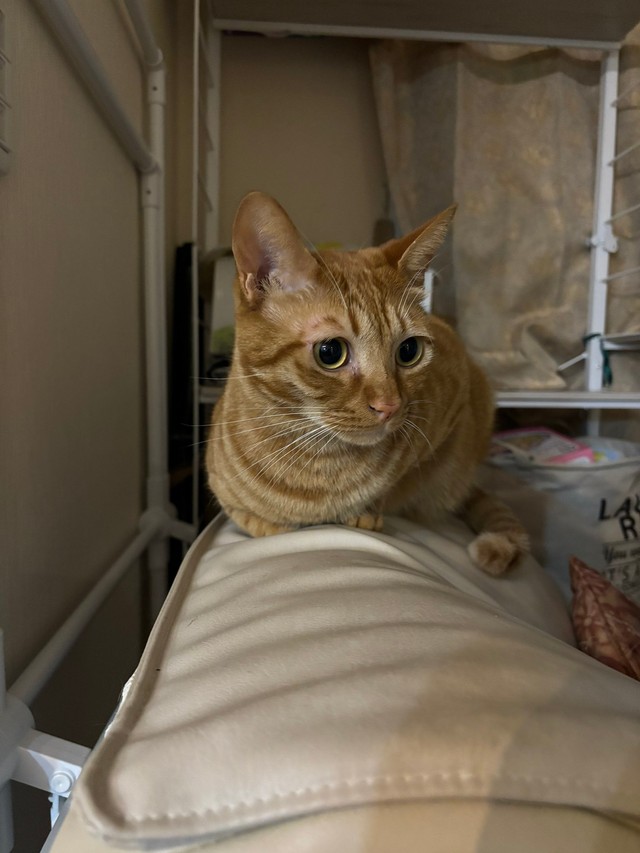 ずっきさんの可愛い猫ちゃん（提供：ズッキさん）