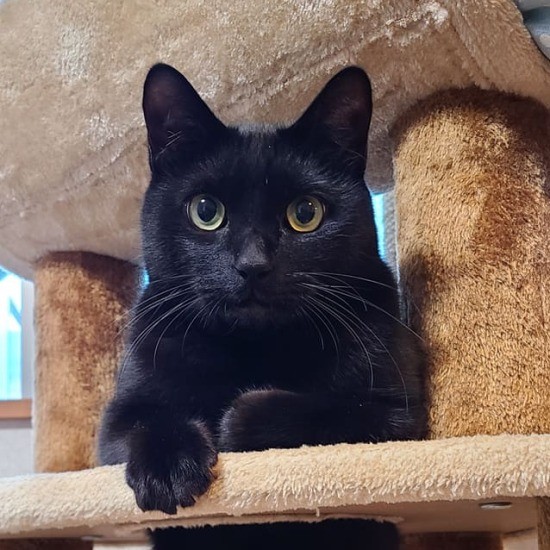 新谷さんの家族、もずく（新谷さん提供）