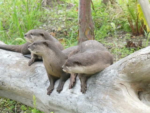 何が気になる？好奇心旺盛にあっちへこっちへ。ファミリーの息の合った動きに目が離せません！ そして時どき見失います‼