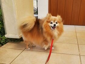 甘え方を知らなかった元保護犬のポメラニアン「ニコ」　４年目になでてと要求！　