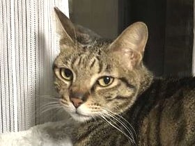 人なれした子猫が、なぜか野良暮らし　見かねて保護、譲渡される