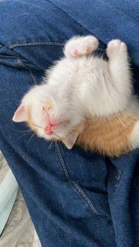 このままだと首が落ちてしまうので手で支えてあげないといけない＝ねこかます（@nekokamasu）さん提供