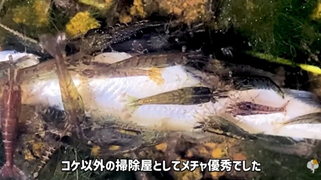 検証結果「ミナミヌマエビはコケ以外の掃除屋としてメチャ優秀でした」／ガックンchさん（@gakkun_ch）提供