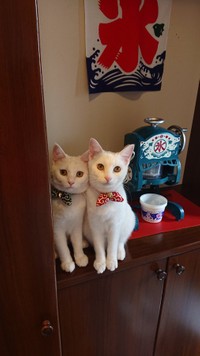 絵になる2匹＝ぽむぽわカレンダー発売中さん提供（@pom_powa_nyan）