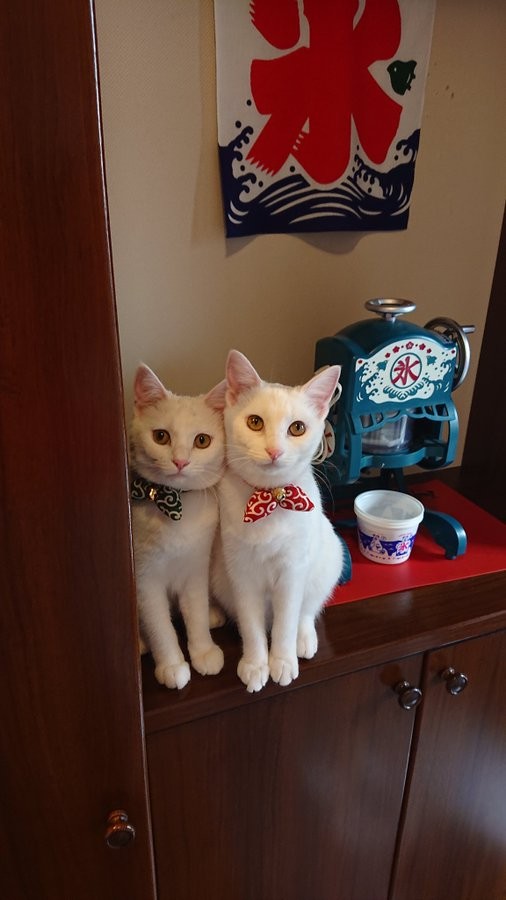 絵になる2匹＝ぽむぽわカレンダー発売中さん提供（@pom_powa_nyan）