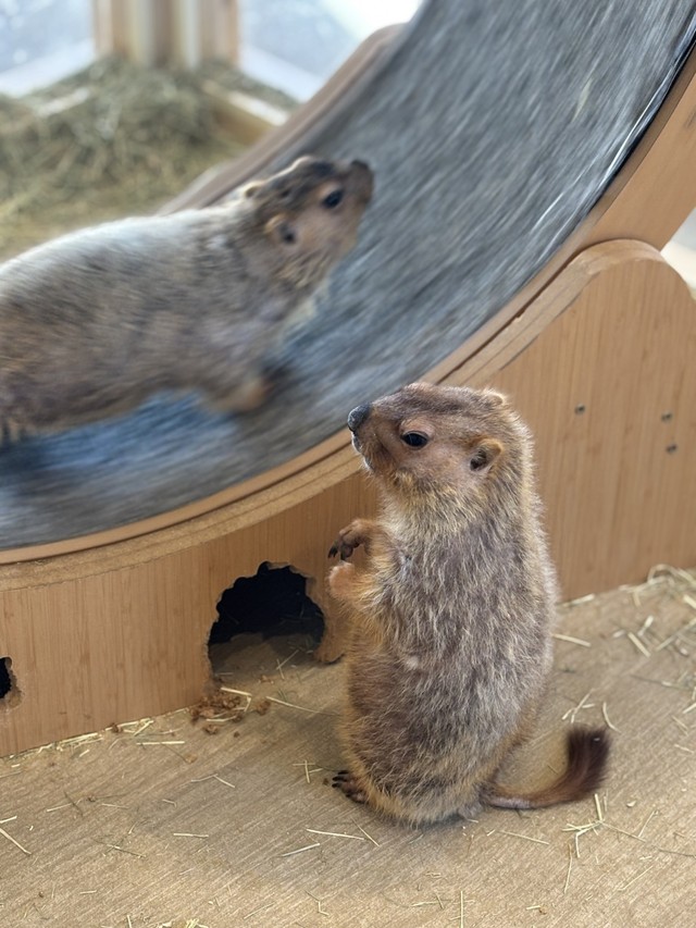 ボバクマーモット 齧ってトンネルを開通させたそう