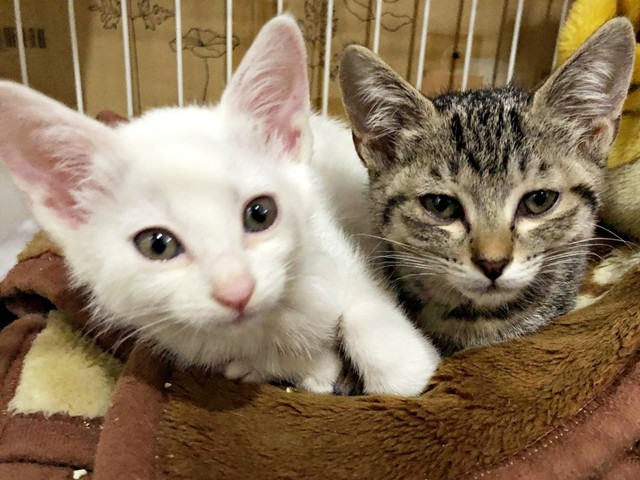 新たに保護され家族になったキジトラ猫のテンちゃんと寄り添ってくつろいでいるトーイちゃん（画像提供：安田武史さん）