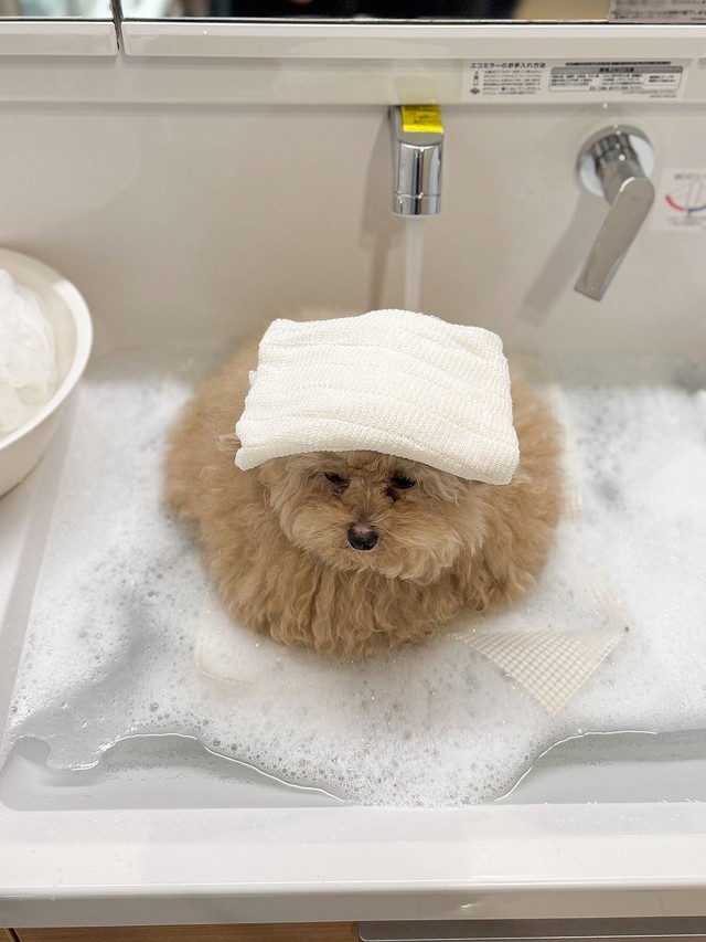 がんばってお湯に浸かる姿がいとおしい（画像提供：ごつもりプードルさん）