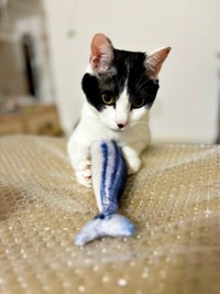 魚のおもちゃをキャッチするむすびくん（画像提供：猫のしお むすび 飼い主はろでさん）