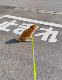 JK「可愛い！車やんw」（画像提供：柴犬もも さん）