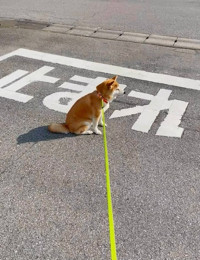 JK「可愛い！車やんw」（画像提供：柴犬もも さん）