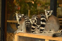 冬はくっついてすごすワオキツネザル