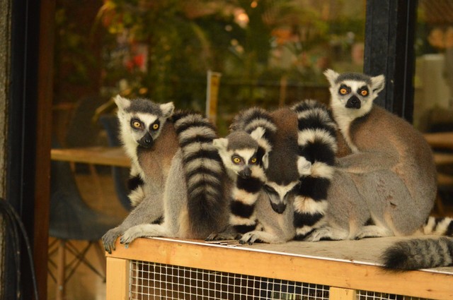 冬はくっついてすごすワオキツネザル