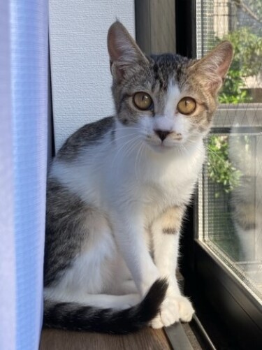 家に迎えた頃、今より小さくあどけないお顔。「初めはビビっていたけど、今ではすっかり甘えん坊」（吉留さん提供）