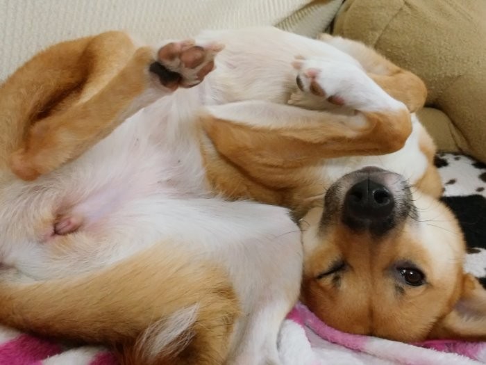 どや！アキちゃんのへそてん　（2016年5月）