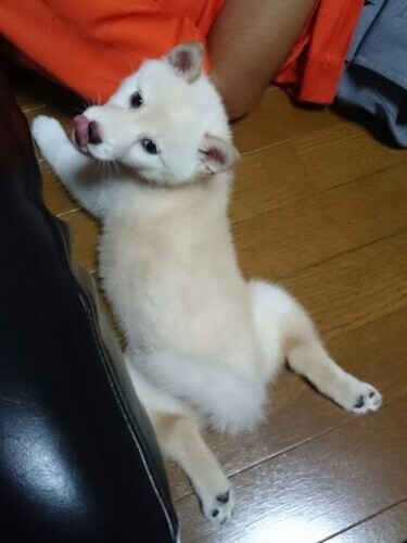 家にきたころの「ちくわ」