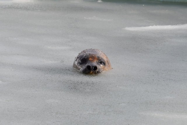 見てるだけで寒そう･･でもアザラシは寒くないんです（おたる水族館提供）