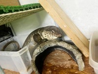 ケージに戻ったトカゲ（画像提供：トギさん）