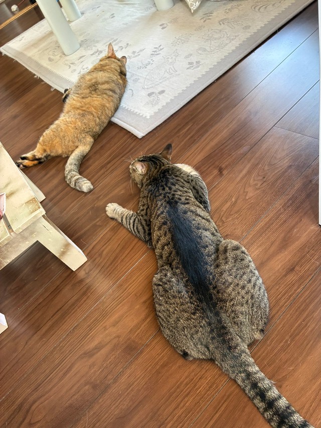 フローリングでくつろぐはなみちゃん（左）となぎくん（右）／ねこのつきみ（@IsTsukimi）さん提供