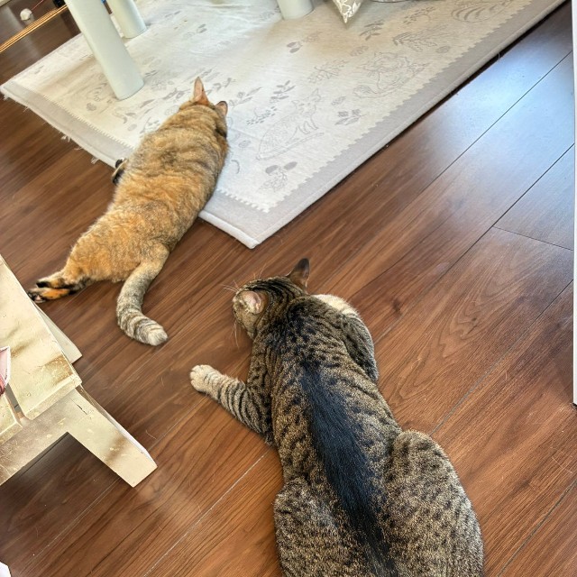 フローリングでくつろぐはなみちゃん（左）となぎくん（右）／ねこのつきみ（@IsTsukimi）さん提供