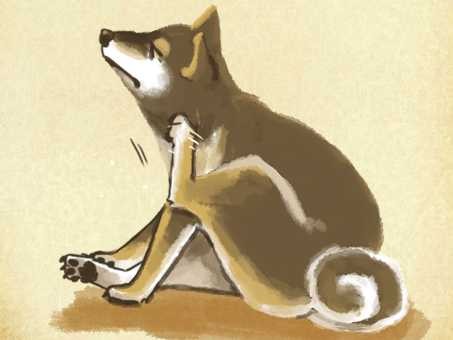 症状を１匹ずつ多角的に判断する「弁証論治」　犬・猫の中医学