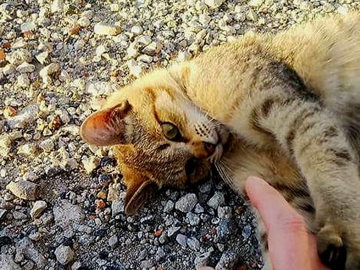 野良猫の頃も手を出すとじゃれて遊んだ