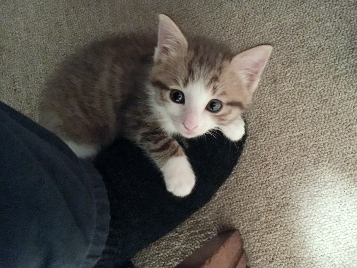 足に手をかけてひざまでよじ登る