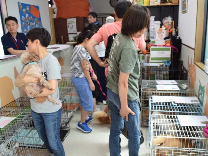 毎週土曜に開かれる譲渡会＝アニマルハートレスキューで
