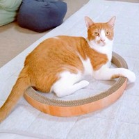 おうちでのびのびと過ごすフランくん（画像提供：ふうさんちさん）