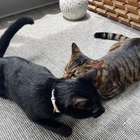 仲良くしている時もあれば喧嘩もする、本当の姉弟のよう