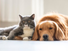 シニアの犬・猫と暮らしている飼い主さんのご意見をお聞かせください【アンケート】