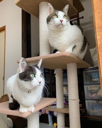 仲良くキャットタワーでくつろぐ（上がまうくん）