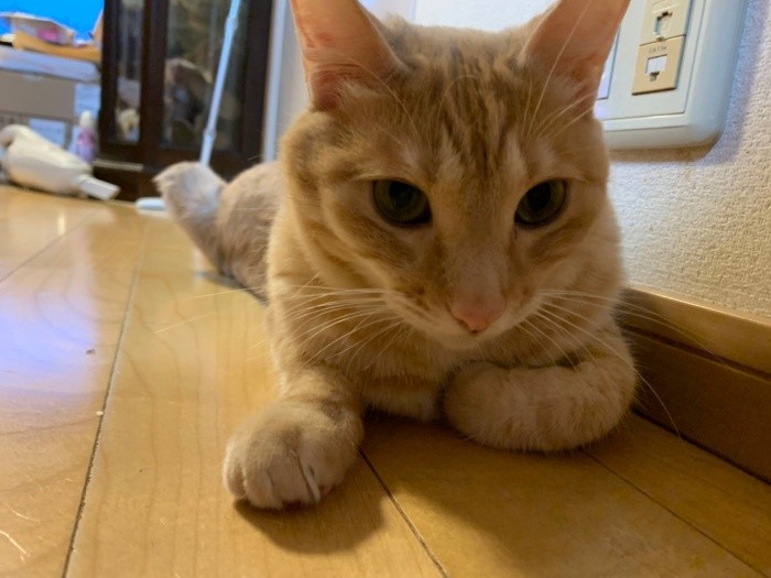 きなもジャッキーに劣らず美形なのだが、どこかズッコケなところがある