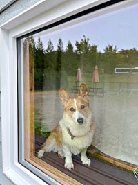 窓辺で外を眺めるこいたろうくん（画像提供：看板犬こいたろうとtetさん）