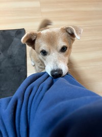 「かまってちゃん」なあさぎちゃん　（画像提供：あさぎさん）