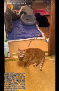 アパートを2部屋借りて15匹の猫と暮らす（TikTokより）