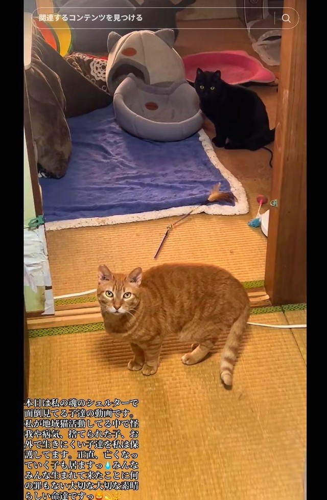 アパートを2部屋借りて15匹の猫と暮らす（TikTokより）