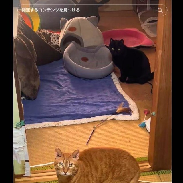 アパートを2部屋借りて15匹の猫と暮らす（TikTokより）