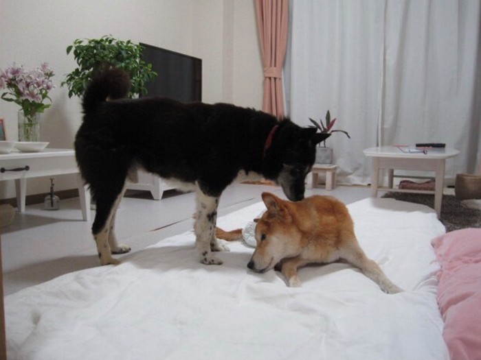 2017年４月に４代目の愛犬ココアを引き取った。寝たきりだったゴローを起こそうと、ココアが鼻をゴローのおなかの下に入れていた