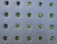 いたって普通の街路樹に見えるが…保護蓋の穴から草が生えている＝瀬尾一樹さんのX（@kusanonamaesay）より