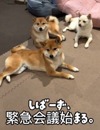 しばーず、緊急会議中…？（提供：＠komameshibasさん）
