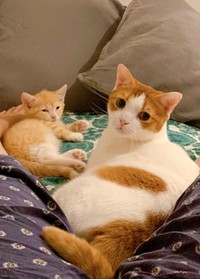 もなかちゃんともち丸くん