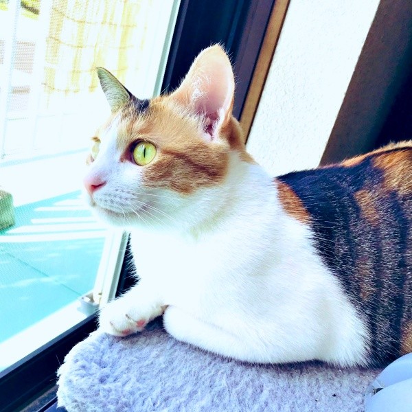 窓辺でニャルソックするサラちゃん（画像提供：にゃさん）