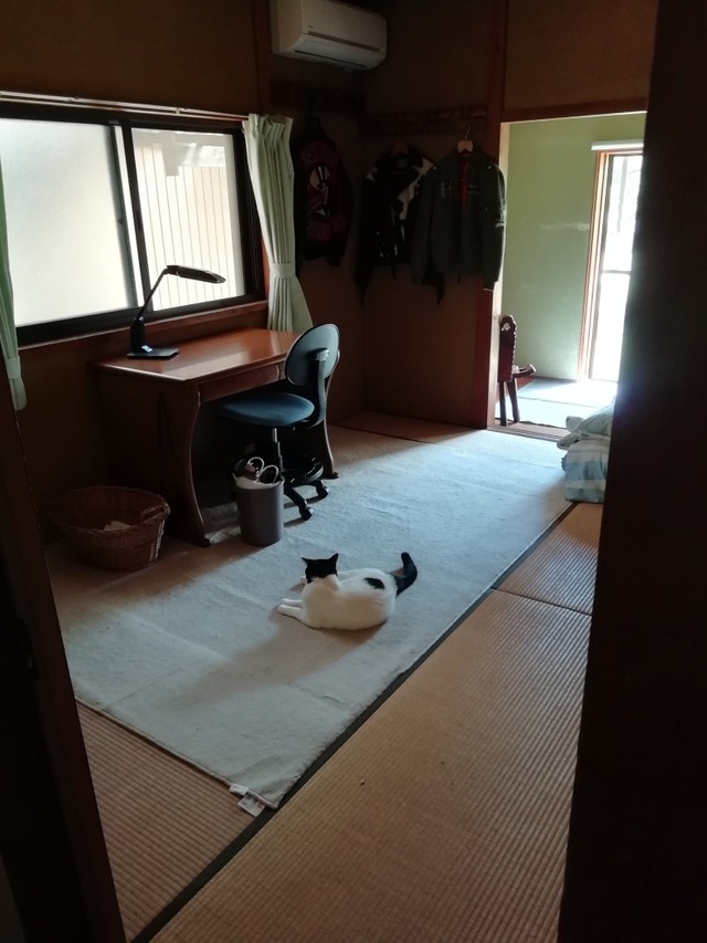 下宿先に戻ってしまった息子さんの部屋で待ち続ける猫の後ろ姿がTwitter上で話題になった（提供写真）