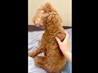 ちょこんとおすわりしたカイちゃん。飼い主さんが背中をなでなで（画像提供：カイ（あしながトイプー）さん）