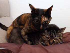 2匹の愛猫の“小競り合い”、10年の歴史　バタン！ ズダン！がパタタ……に変化