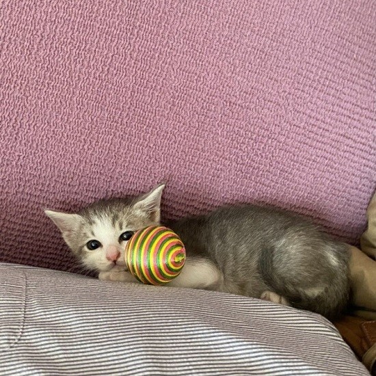 家にきたころの「ポーポー」