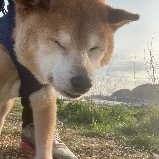 全身をおおうハーネスを使ってお散歩してます