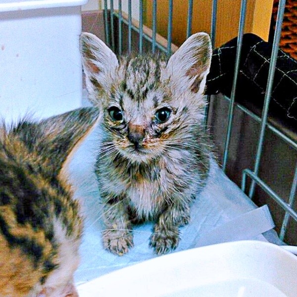 お迎え当時、生後2カ月で家族になったうめちゃん（画像提供：燦巻しおんさん）